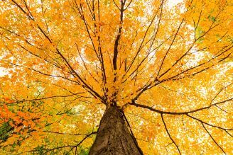 rośliny które najpiękniej przebarwiają się jesienią
