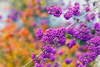 pięknotka kalikarpa