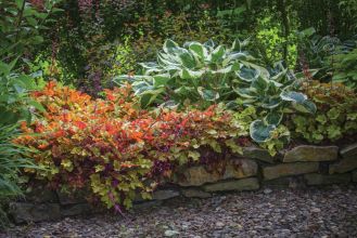 rabata ogrodowa z funkią hostą