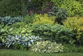 rabaty ogrodowe z funkią