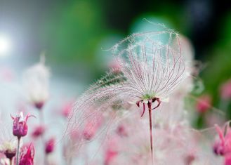 dym preriowy kuklik trójkwiatowy