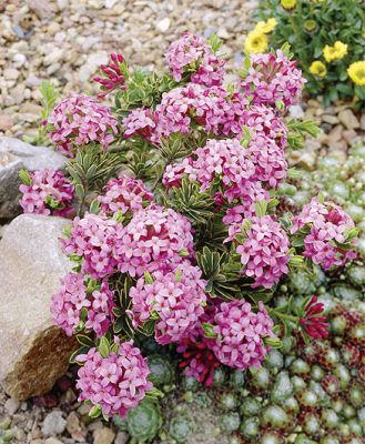 Wawrzynek wilczełyko to krzew obsypany różowymi kwiatami, które bardzo intensywnie pachną. Jak go uprawiać?