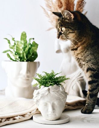 doniczka głowa i doniczka twarz