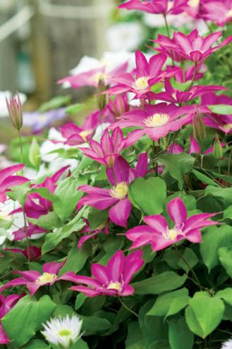 Clematis Bourbon. Powojnik, król pnączy