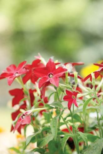 Tytoń – używka i ozdoba ogrodu