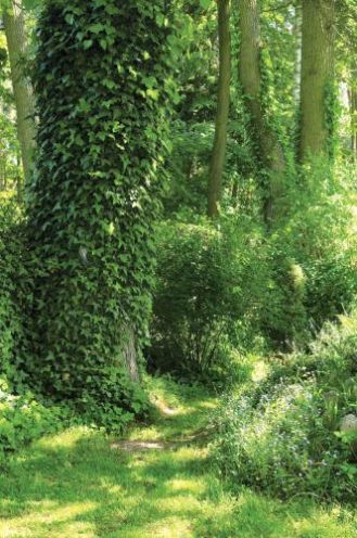 Bluszcz akrobata. Bluszcz akrobata