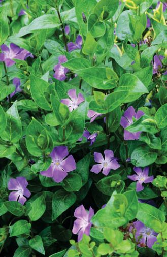 Barwinek większy - Vinca major. Barwinek – wielkanocny kobierzec