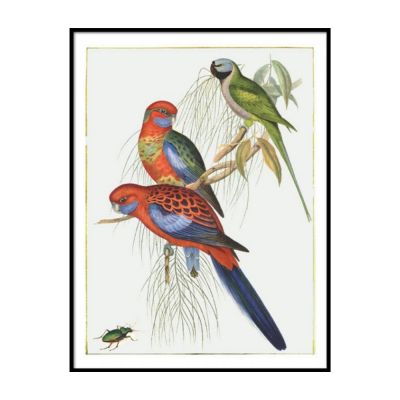 obraz z ilustracją kolorowych papug