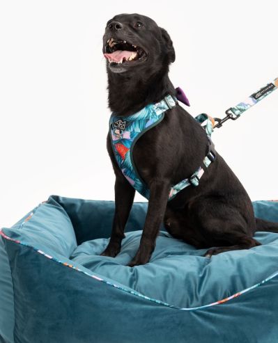 welurowe legowisko dla psa