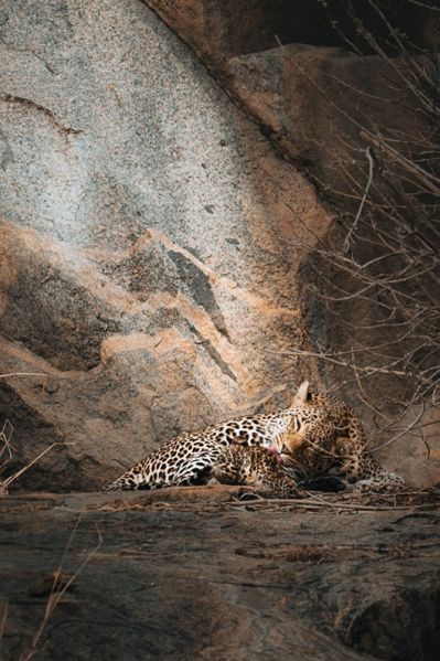 Monika Wanat fotografia dzikich zwierząt