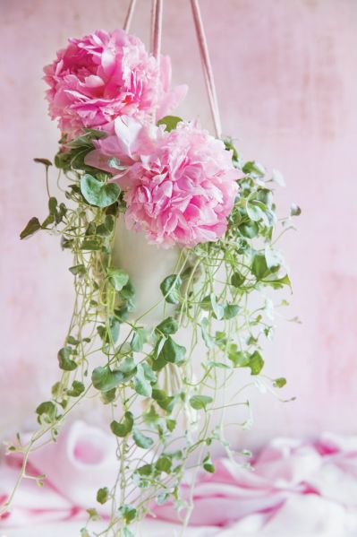 piwonie w doniczce dekoracja