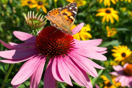 jeżówka echinacea