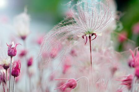 dym preriowy kuklik trójkwiatowy