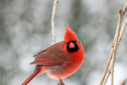 jakie akcesoria są niezbędne zimą w ogrodzie