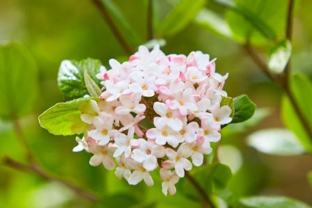 kalina wonna kwitnie pierwsza