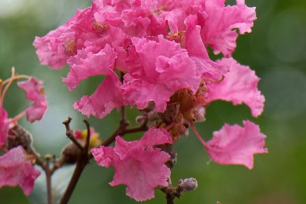 lagerstremia indyjska