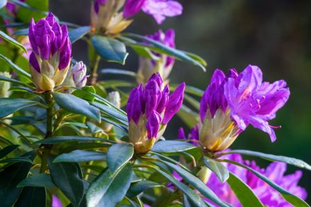 rododendron