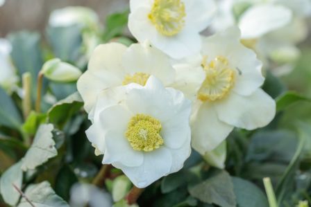 rośliny kwitnące zimą