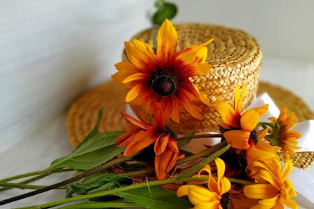 rudbekia