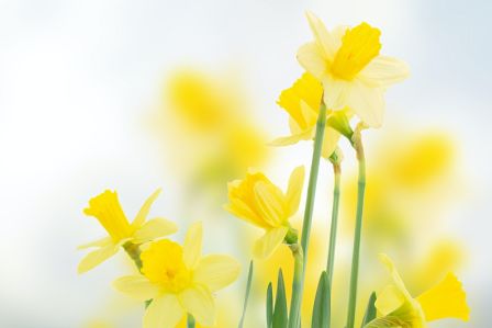 pierwsze wiosenne kwiaty w ogrodzie