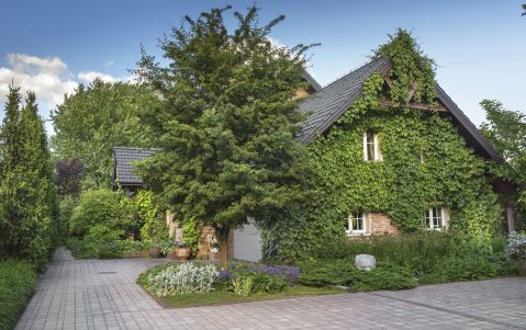 dzikie ogrody przydomowe zdjęcia