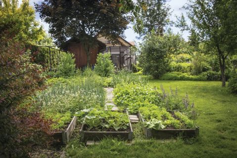 warzywnik w ogrodzie