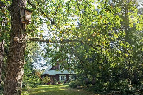 Anna Dębska rzeźbi zwierzęta. Jej drewniany dom stoi w lesie, a pomiędzy drzewami stoi mnóstwo rzeźb.