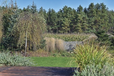 brzoza w nowoczesnym ogrodzie