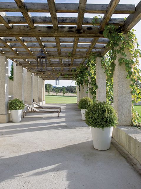 W donichach kule wiecznie zielonych bukszpanów.