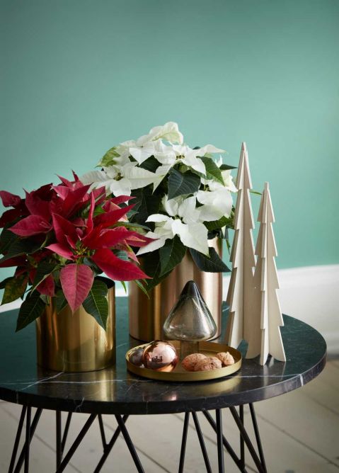 dekoracje bożonarodzeniowe z gwiazdą betlejemską