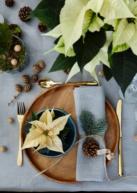 Poinsecje są idealnymi dekoracjami kwiatowymi na świątecznie zastawiony stół, fot. Starsuniteeurope.eu