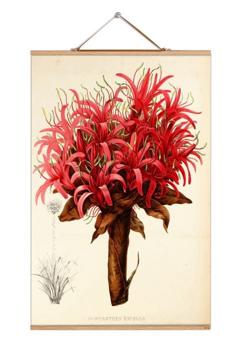 dekoracje ścienne ilustracje botaniczne