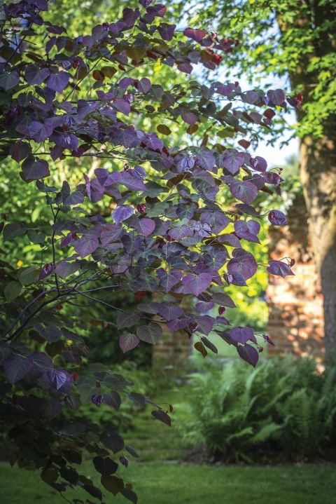 rośliny do ogrodów naturalnych