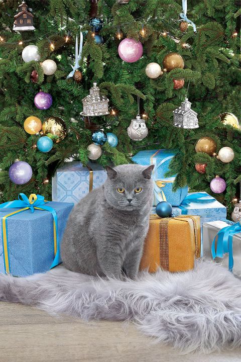 Kot Otis już jest gotowy na rozpakowanie prezentów.