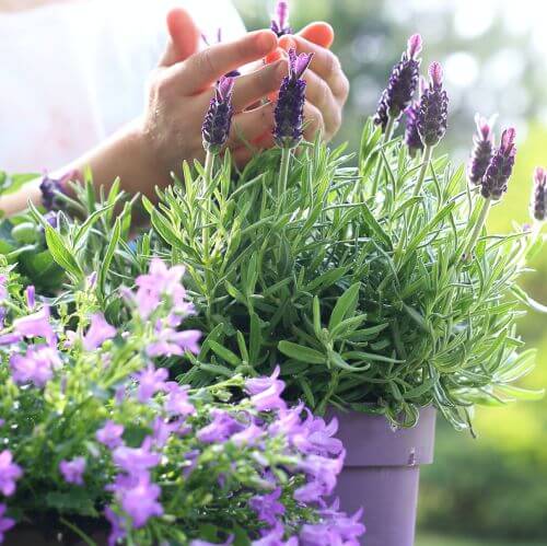 Jak uprawiać lawendę w domu