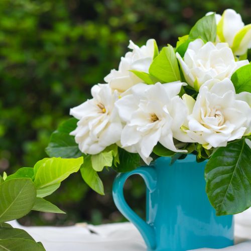 Gardenia
