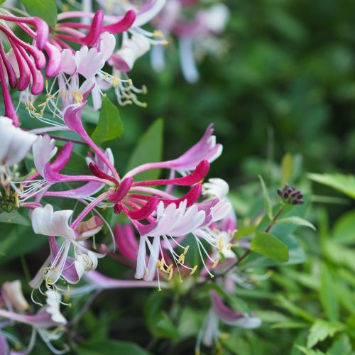 Wiciokrzew (Lonicera) - uprawa, odmiany, pielęgnacja