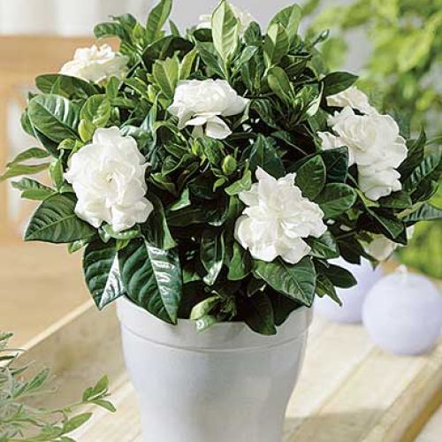 Gardenia jaśminowata