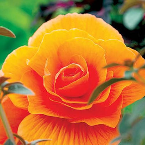 Begonia bulwiasta. Begonia - królowa zimy