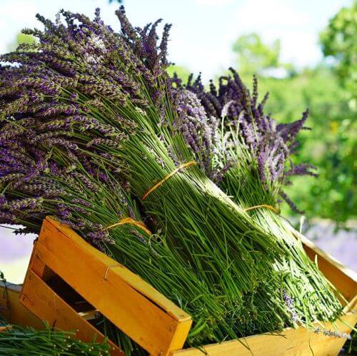 Jak uprawiać lawendę w domu