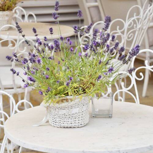 Lawenda w doniczce w domu