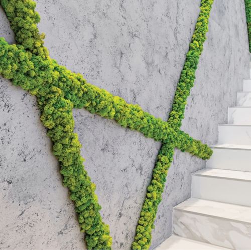 Zielone ściany z chrobotka reniferowego, mossdecor.pl