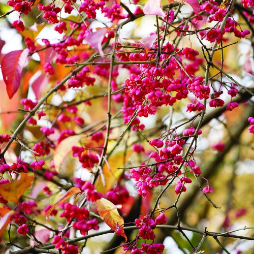Najpiękniejszy jesienny ogród Holandii