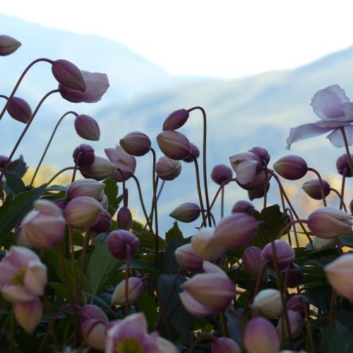 Anemon to ozdoba jesieni. Kwiaty te zachwycają kolorami, gdy większość roślin już dawno je straciła.