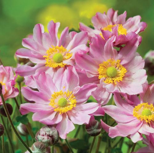 Anemone X Hybrida Fantasy Pocahontas