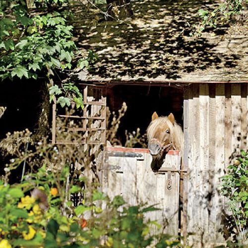 Anna Dębska rzeźbi zwierzęta. Jej drewniany dom stoi w lesie, a pomiędzy drzewami stoi mnóstwo rzeźb.