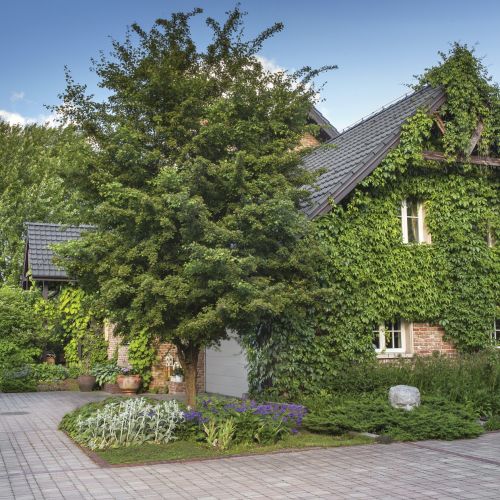 dzikie ogrody przydomowe zdjęcia