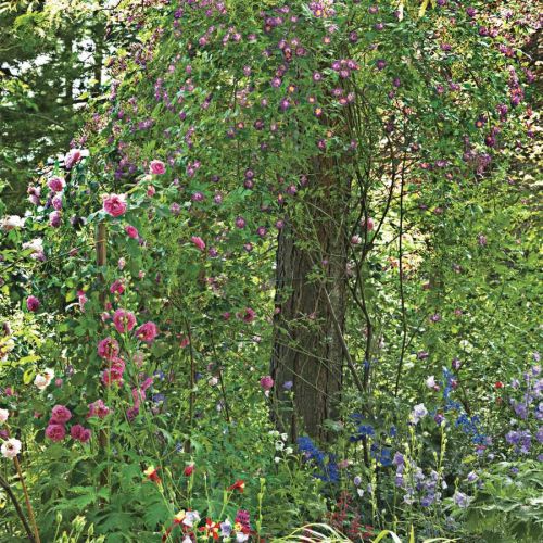 Królową ogrodu jest róża ‘Gertrude Jekyll’. Pachnie najpiękniej ze wszystkich kwia