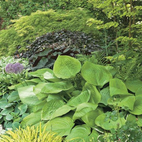 Aranżacja ogrodu, który mieni się kolorami od wiosny do późnej jesieni