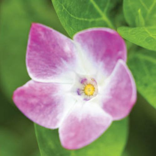 Barwinek odmienny - Vinca difformis Jenny Pym .